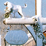Winter a dog sitting on a bench